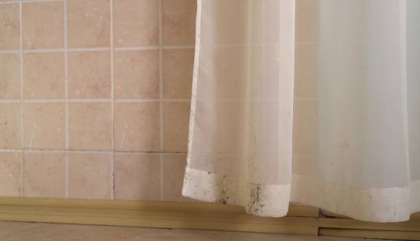Professional Mold Removal in Banks, OR