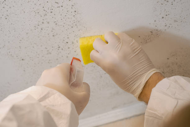 Best Industrial Mold Remediation  in Banks, OR