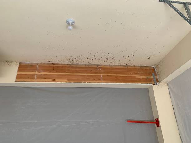 Best Mold Prevention Services  in Banks, OR